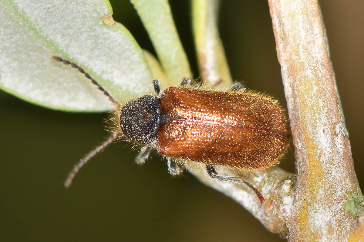 Anobiidae:  Hedobia pubescens